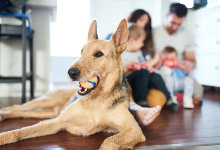 pets affect indoor air quality