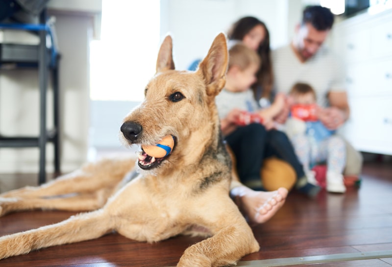 3 Ways Pets Impact Indoor Air Quality in O’Hara, PA